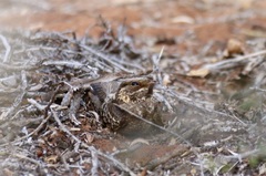 Caprimulgus madagascariensis