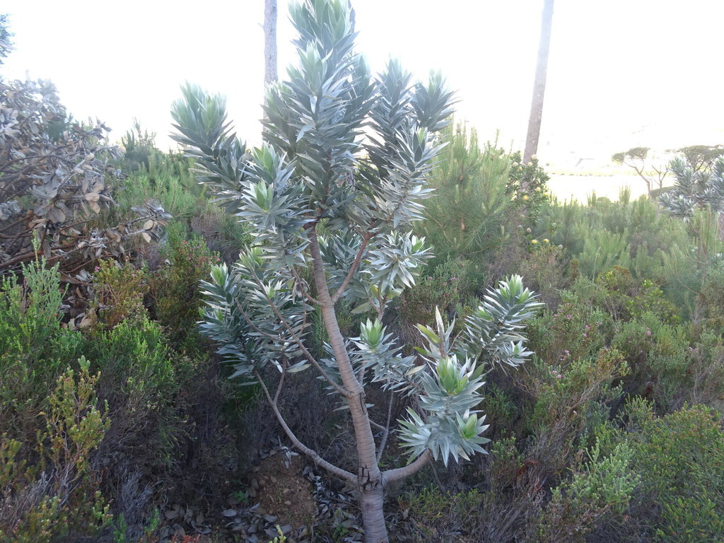 Cape Silver Tree Leucadendron Argenteum Inaturalist United Kingdom