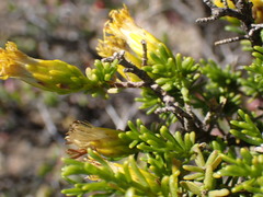 Pteronia empetrifolia