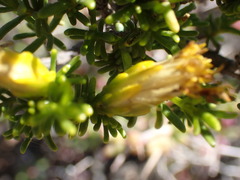 Pteronia empetrifolia