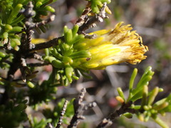 Pteronia empetrifolia