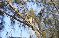 Treron australis