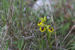 Ophrys lutea lutea