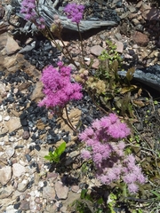 Gyptis commersonii