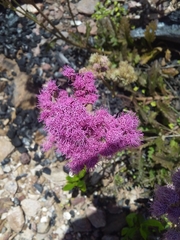 Gyptis commersonii