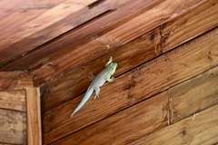 Phelsuma standingi