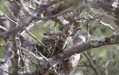 Calicalicus rufocarpalis