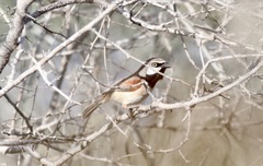 Calicalicus rufocarpalis