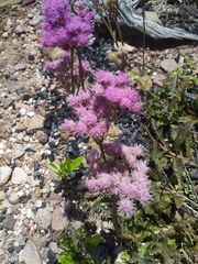 Gyptis commersonii