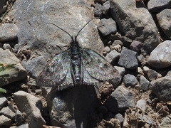 Metaxmeste phrygialis