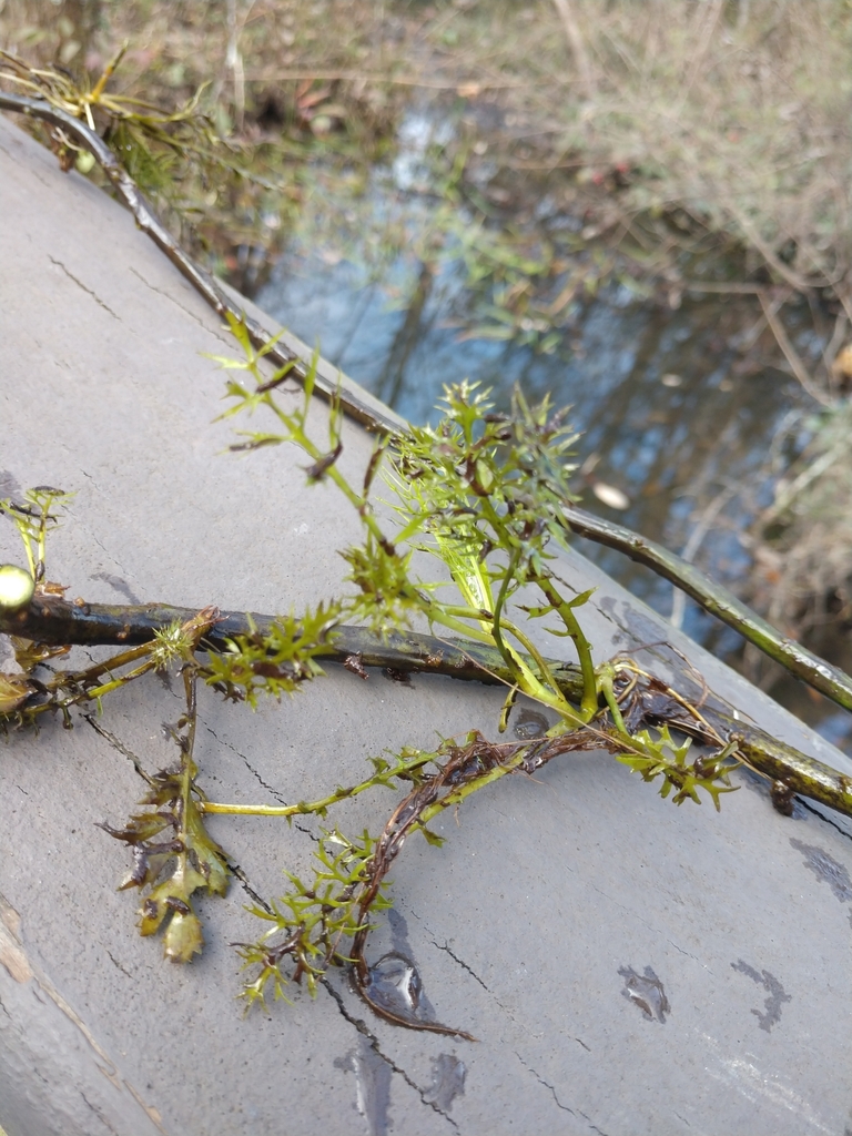 Triangle waterfern