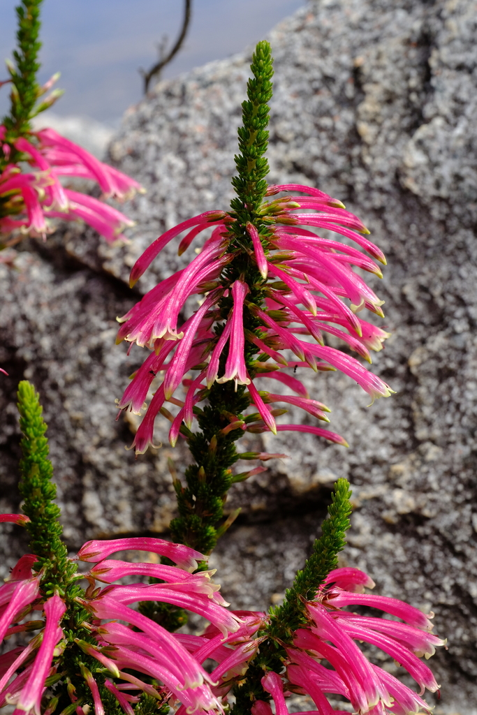 Sticky Red-And-Green Heath