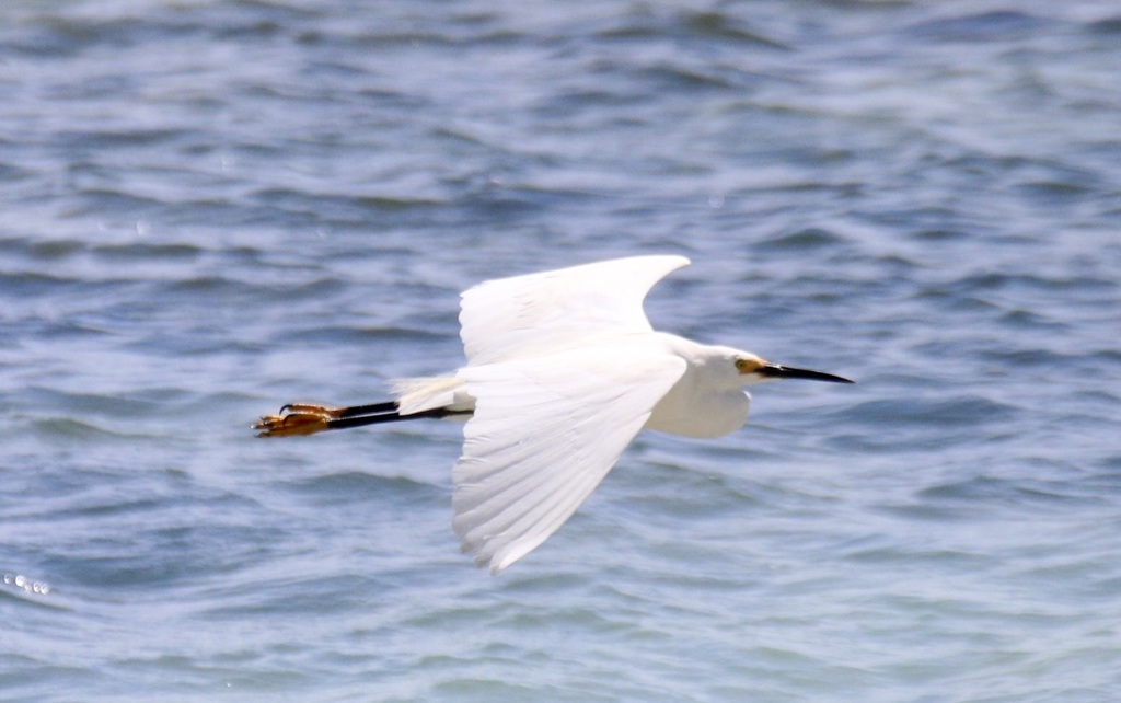 Dimorphic Egret from Nosy Ve, Madagascar on October 23, 2018 at 04:04 ...