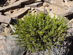 Pteronia empetrifolia