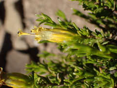 Pteronia empetrifolia