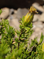 Pteronia empetrifolia