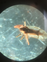 Hyaliodes