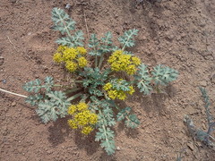 Cymopterus glomeratus