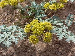 Cymopterus glomeratus