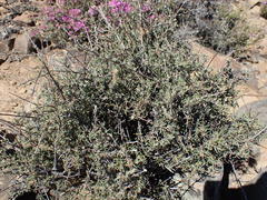 Eriocephalus punctulatus