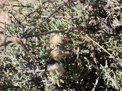 Eriocephalus punctulatus