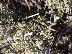 Eriocephalus punctulatus