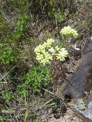 Galianthe centranthoides