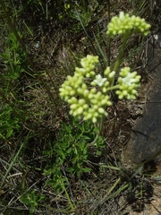 Galianthe centranthoides
