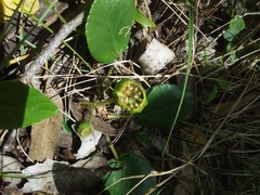 Dorstenia brasiliensis