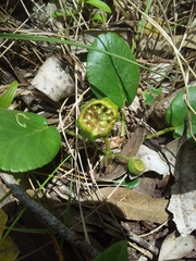 Dorstenia brasiliensis
