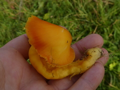 Hygrocybe quieta