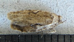 Agonopterix curvilineella