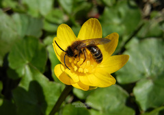 Andrena flavipes