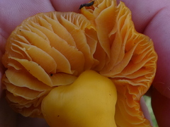 Hygrocybe quieta