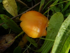 Hygrocybe ceracea