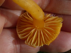 Hygrocybe ceracea