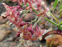 Codonorhiza micrantha