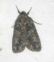 Acronicta increta
