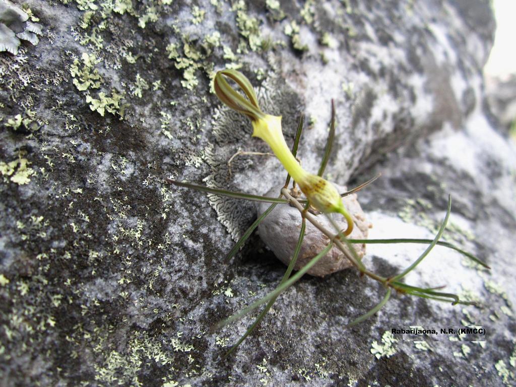 Ceropegia striata, Itremo