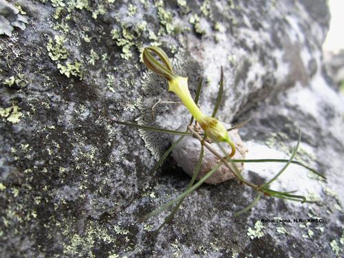 Ceropegia striata