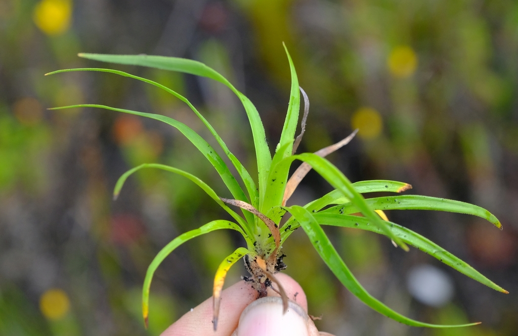 Capeobolus brevicaulis