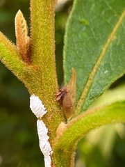 Enchenopa squamigera