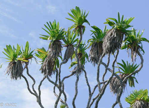 Pandanus rollotii