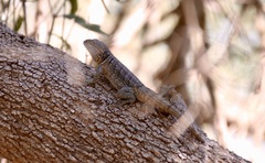 Opluridae