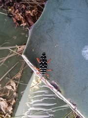 Placosternus erythropus