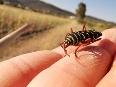 Placosternus erythropus