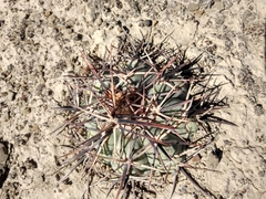 Thelocactus hexaedrophorus