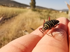 Placosternus erythropus