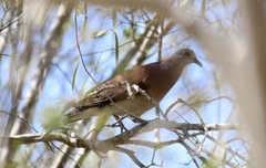 Nesoenas picturatus