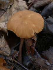 Laccaria laccata